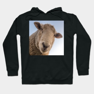 Funny Sheep Lover Design Are You Looking At Me? Funny Sarcasm Farmhouse Decor & Gifts Hoodie